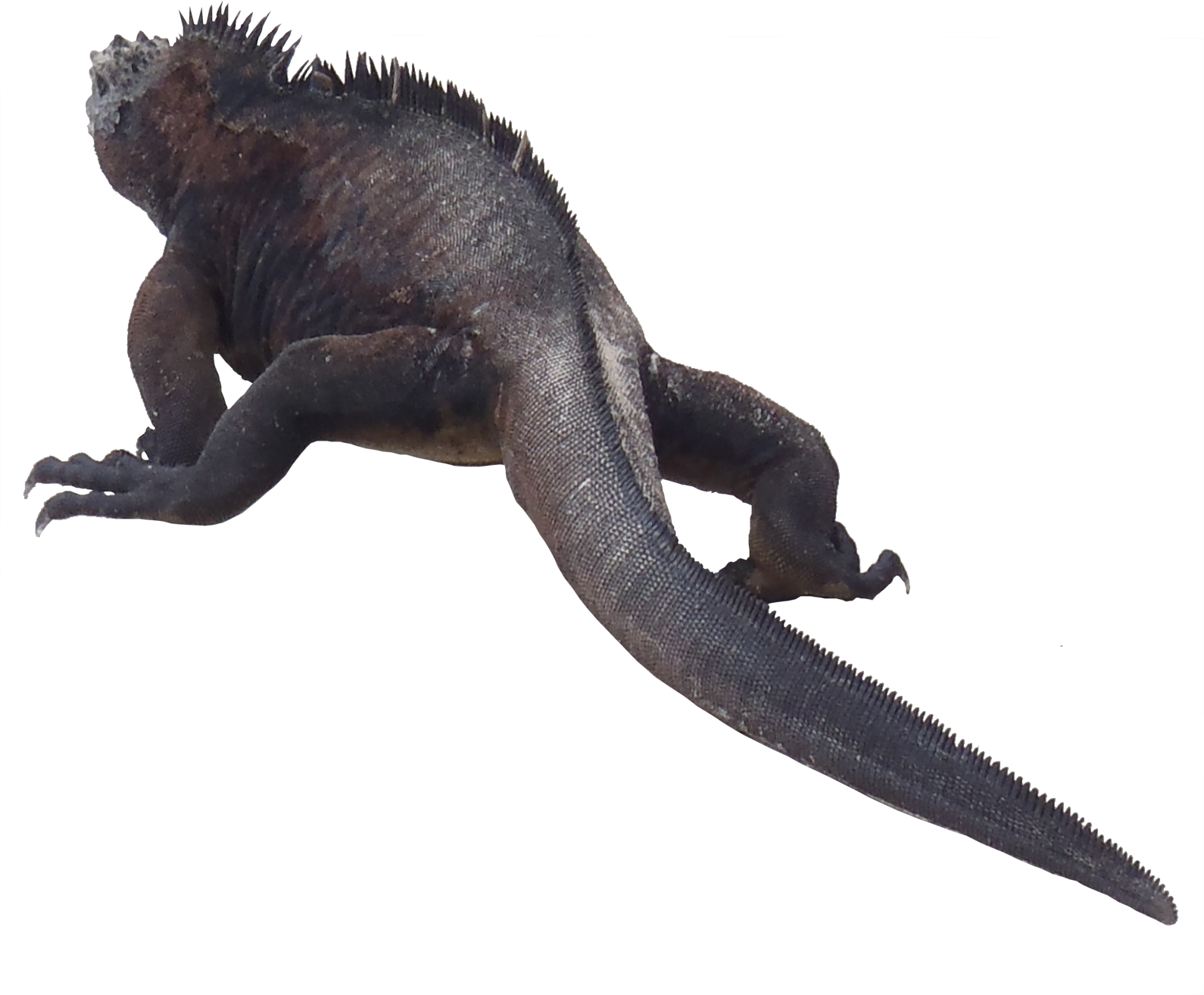 Iguana PNG Transparent