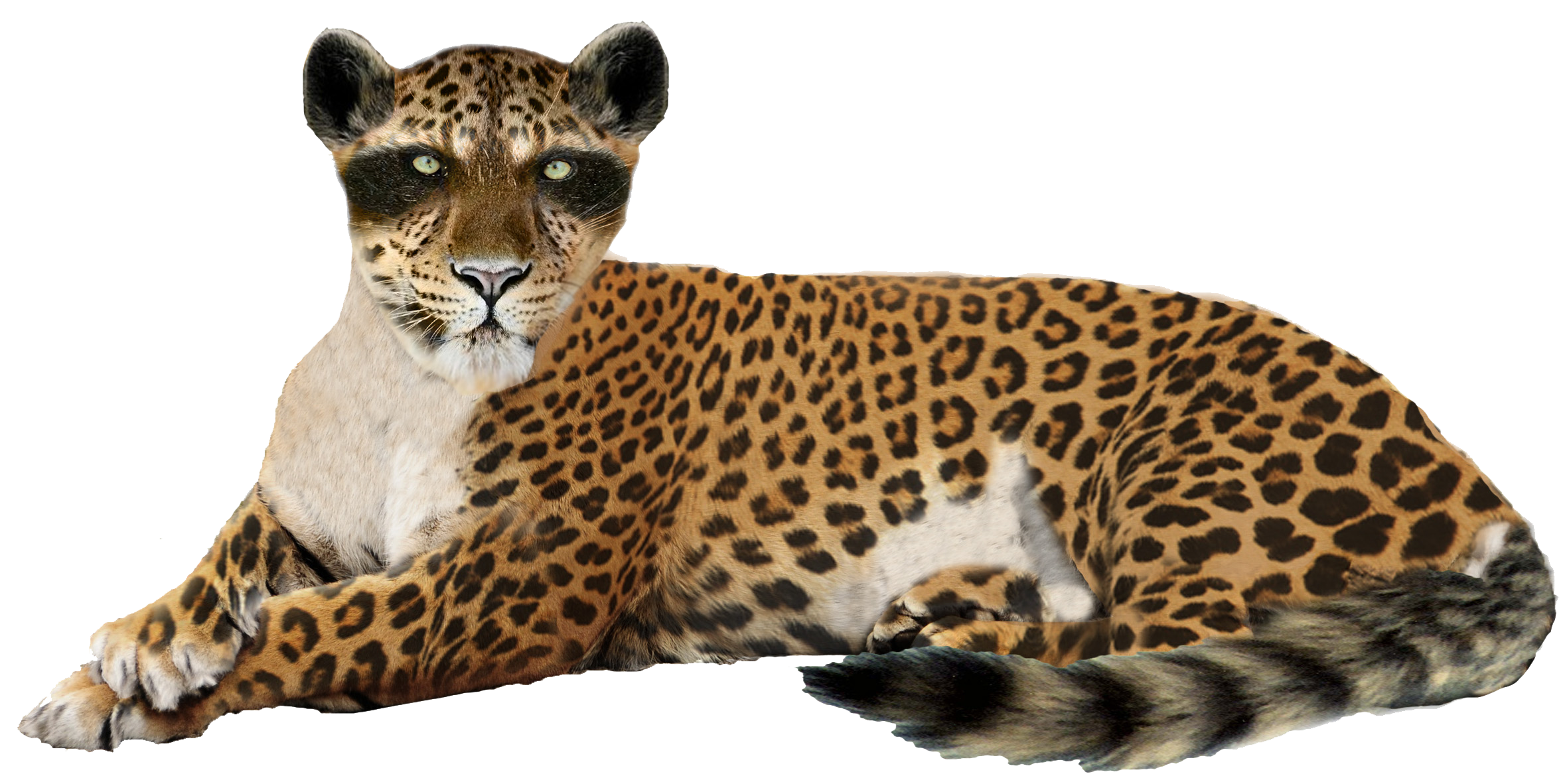 Image PNG léopard