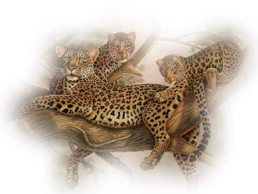 Pic léopard PNG