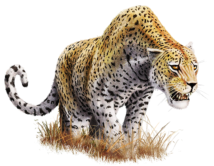 Fond Transparent léopard