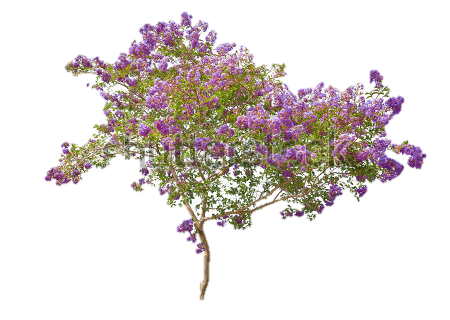 Lilac PNG Téléchargement GRATUIT