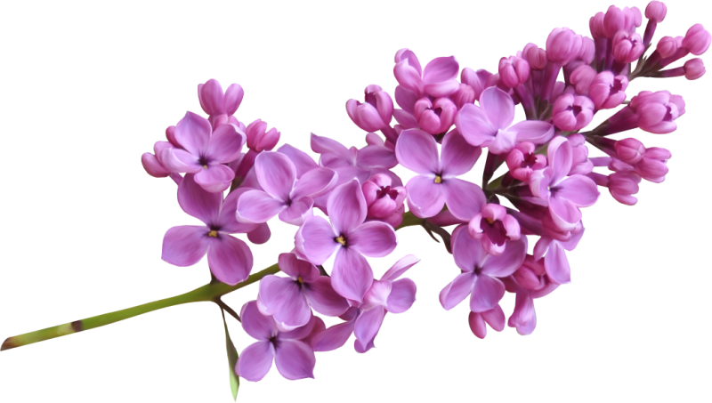 Lilac PNG Image