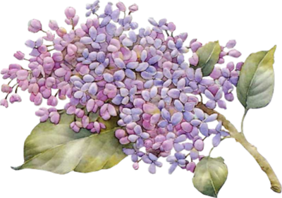 LILAC PNG Photo