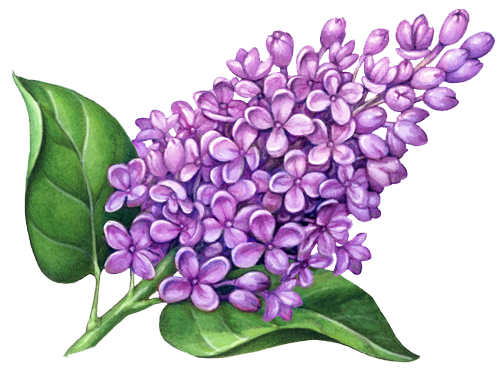 Pic lilac PNG