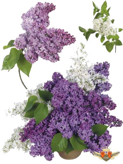 Lilac PNG Transparent Image