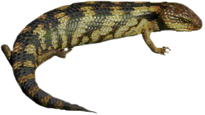 Lizard PNG Clipart