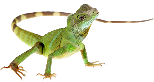 Lizard PNG HD
