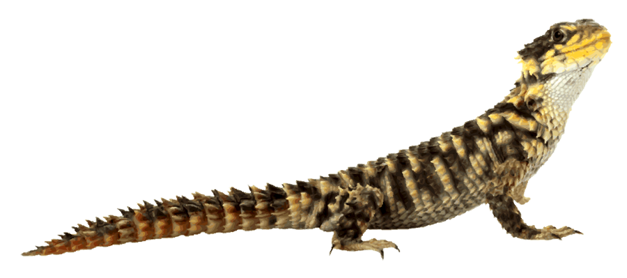 Lizard PNG Image