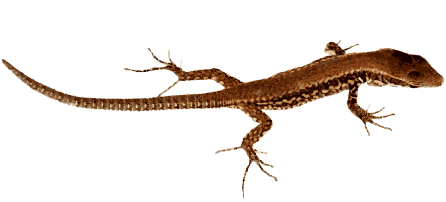 Lizard PNG Pic