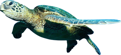 Ocean Fish PNG Téléchargement GRATUIT