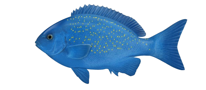 Ocean Fish PNG-fotos