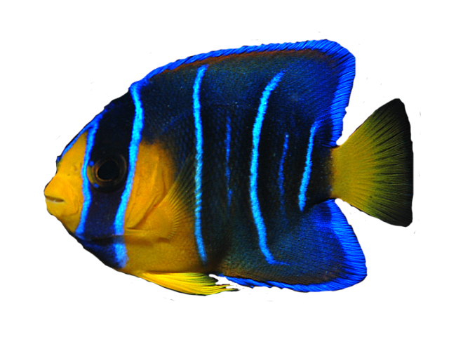 Ocean Fish PNG Transparent Image