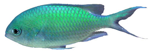 Ocean Fish PNG transparant
