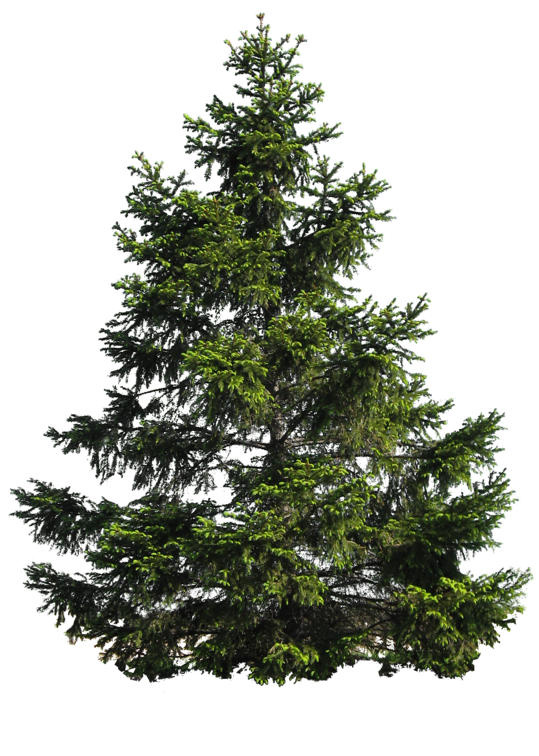 Pine Tree PNG Image