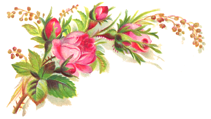 Fondo Trasparente del bouquet dei fiori delle rose rosa
