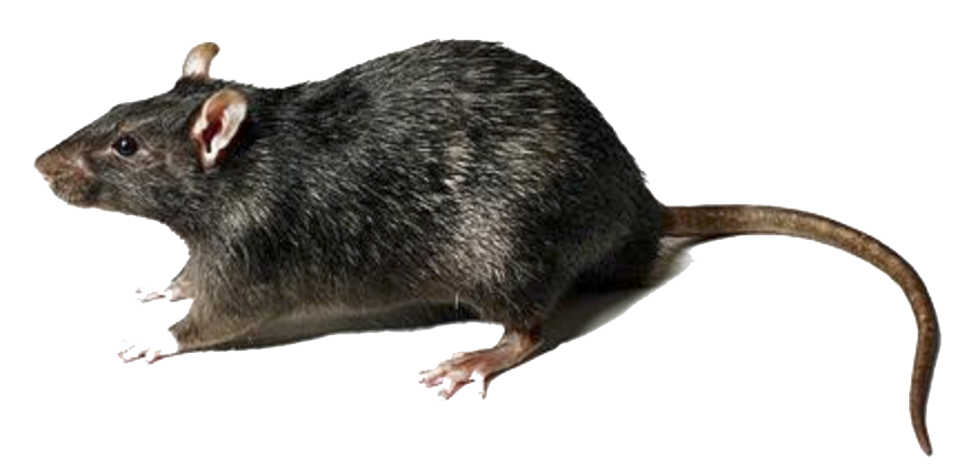 Rat Transparent PNG