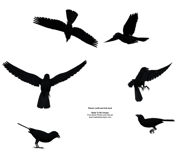 Raven Bird PNG File