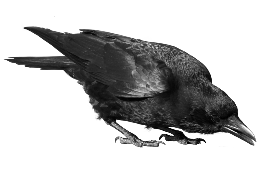 Image PNG doiseau corbeau