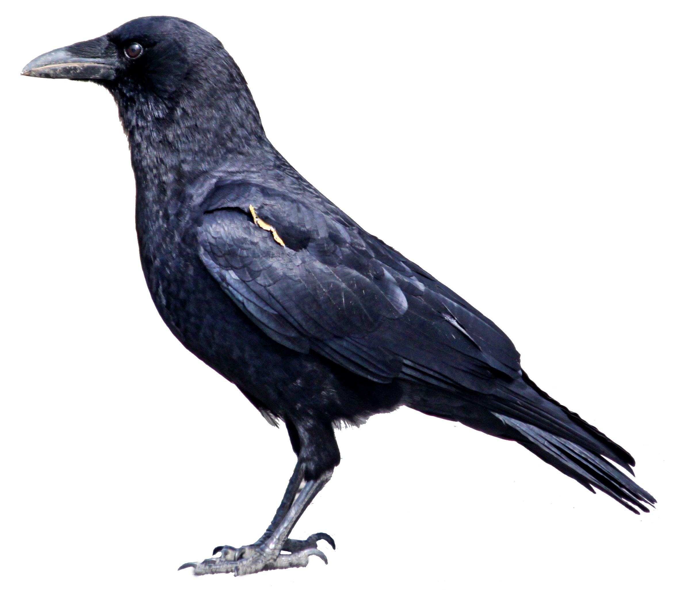 Raven Bird PNG Photos