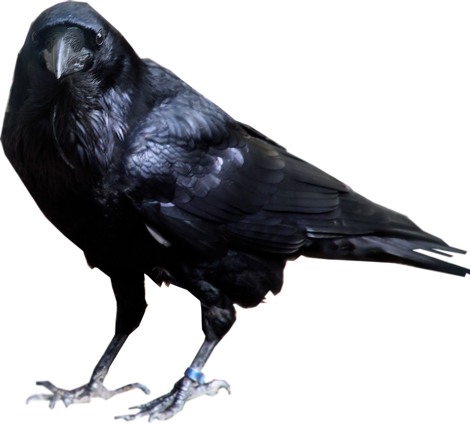 Fond Transparent oiseau corbeau