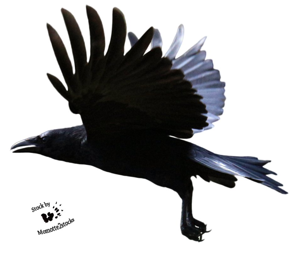 Raven Flying PNG Clipart