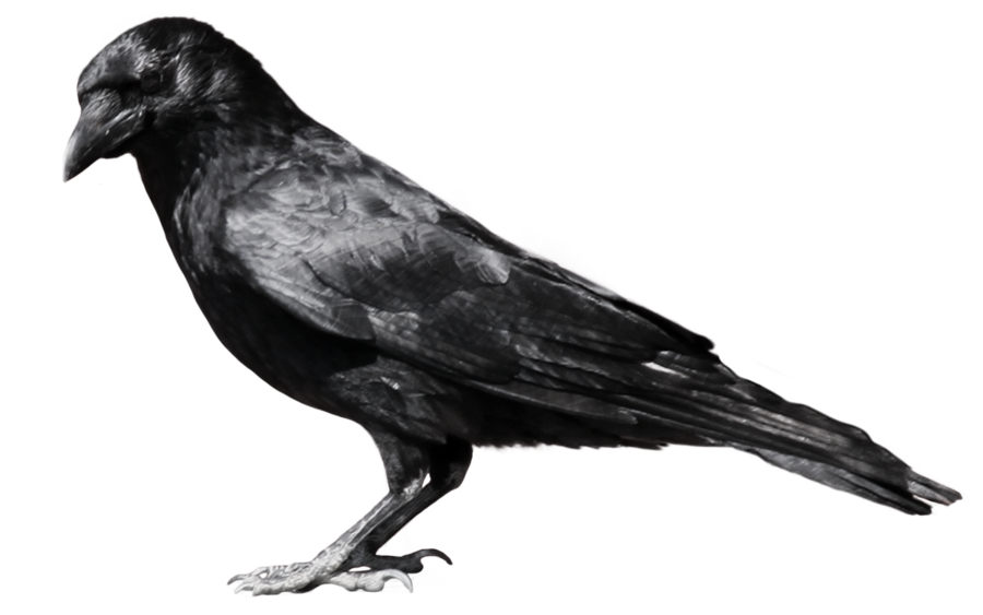 Raven Flying PNG File