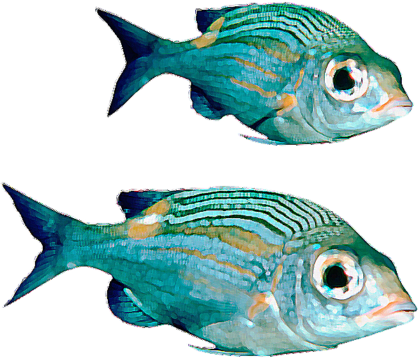 Echte vis PNG-bestand