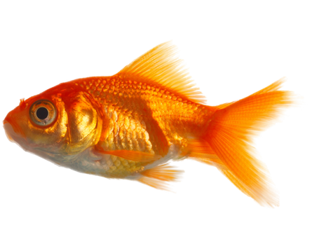 Image de véritable poisson PNG