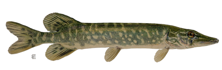 Véritable poisson PNG picture