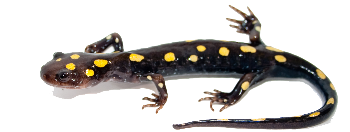 Salamander PNG صورة