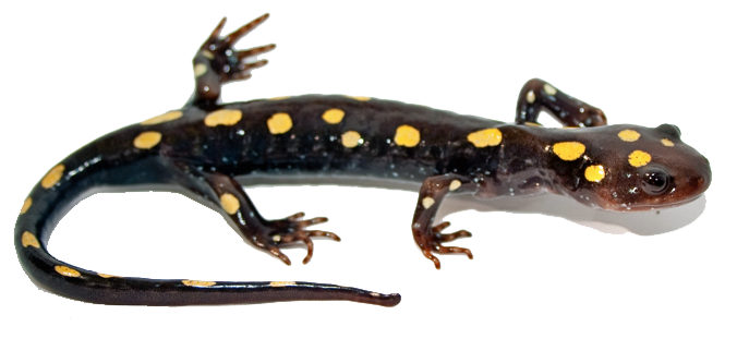 Salamander Transparent PNG