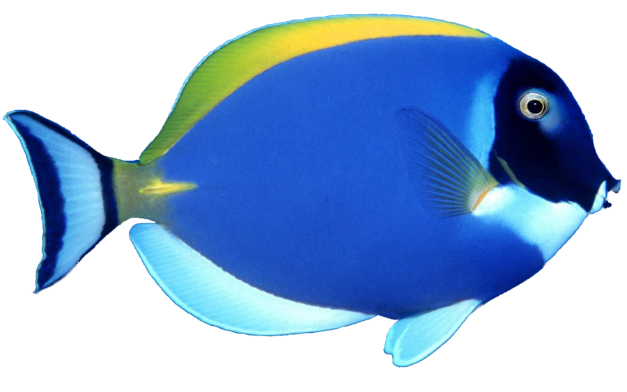 School of Fish PNG File