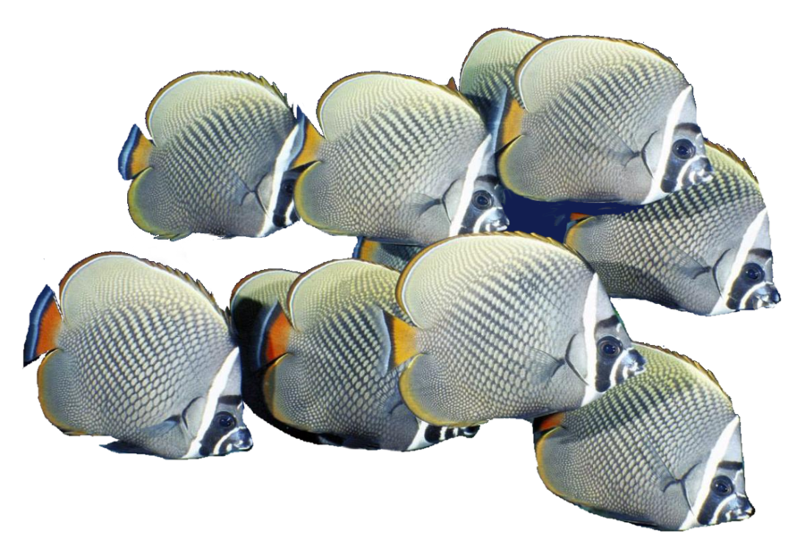 School of Fish PNG Free Download