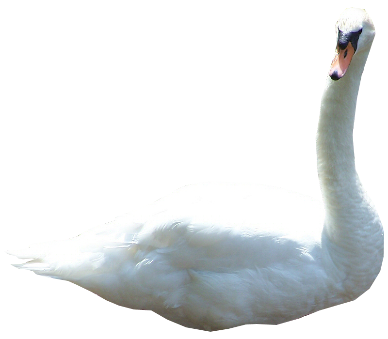Swan PNG File