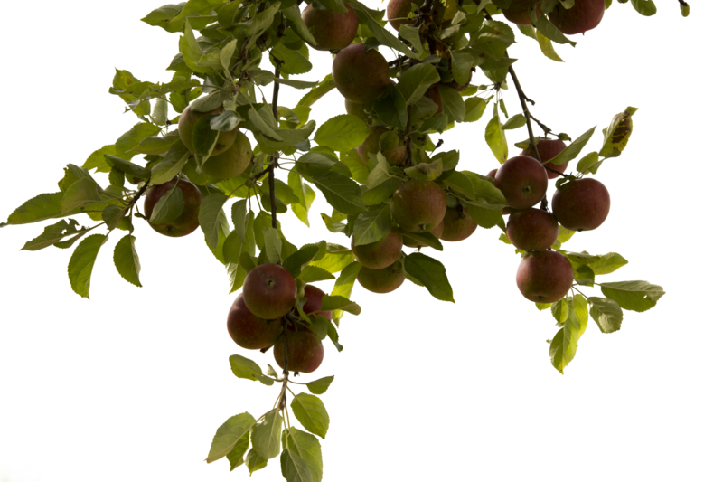 Tree Branch PNG Photos