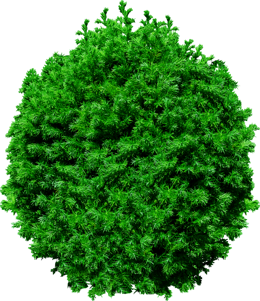 Tree Top PNG Transparent Image