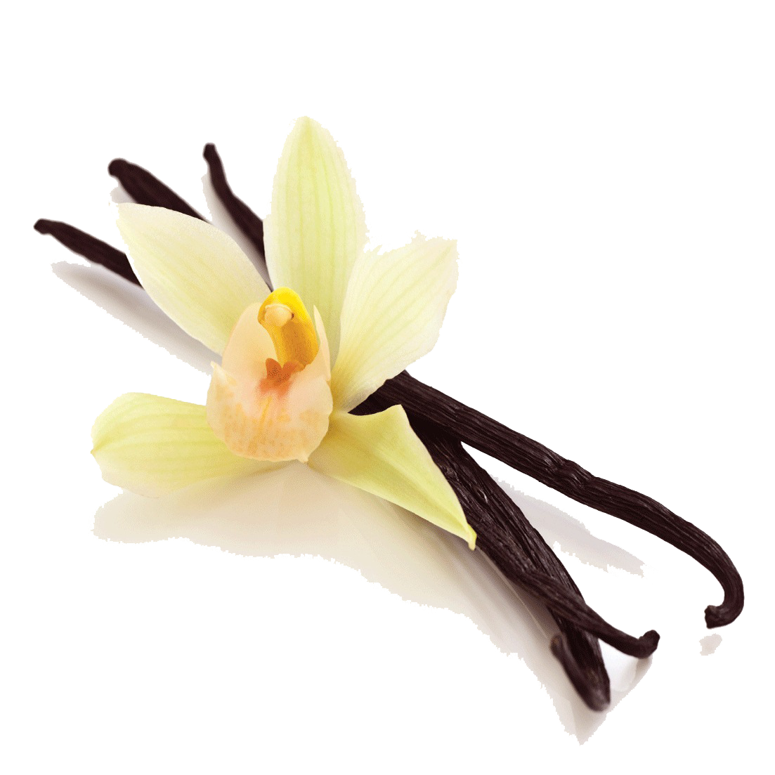 Vanilla Bean PNG Picture