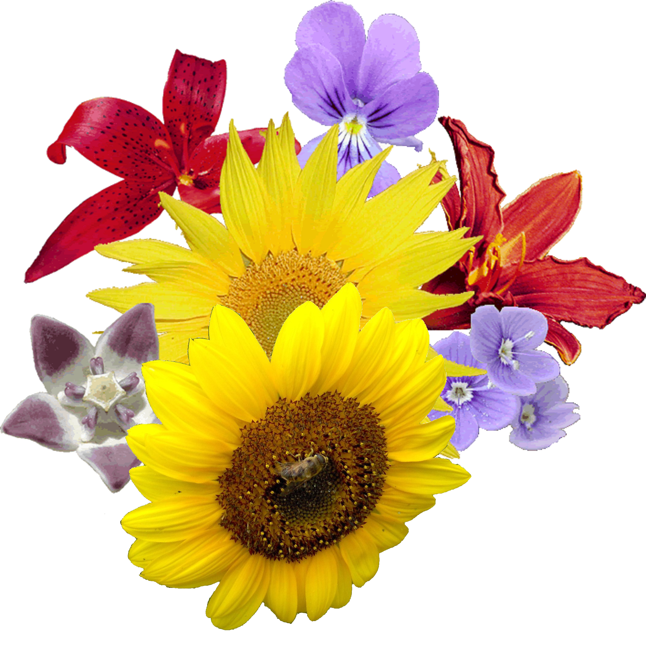 Fleurs jaunes bouquet PNG Image