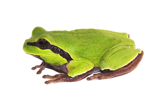 Clipart PNG amphibien