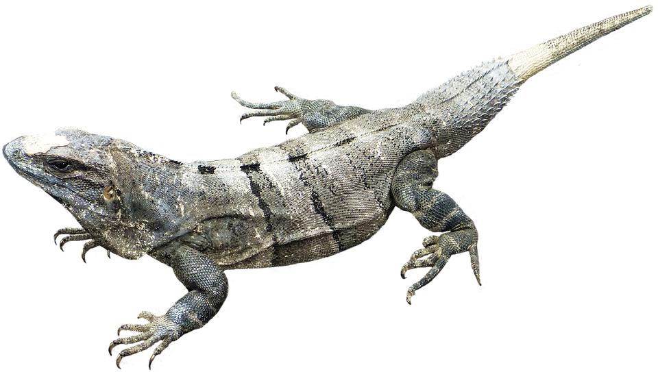 Amphibian PNG Image