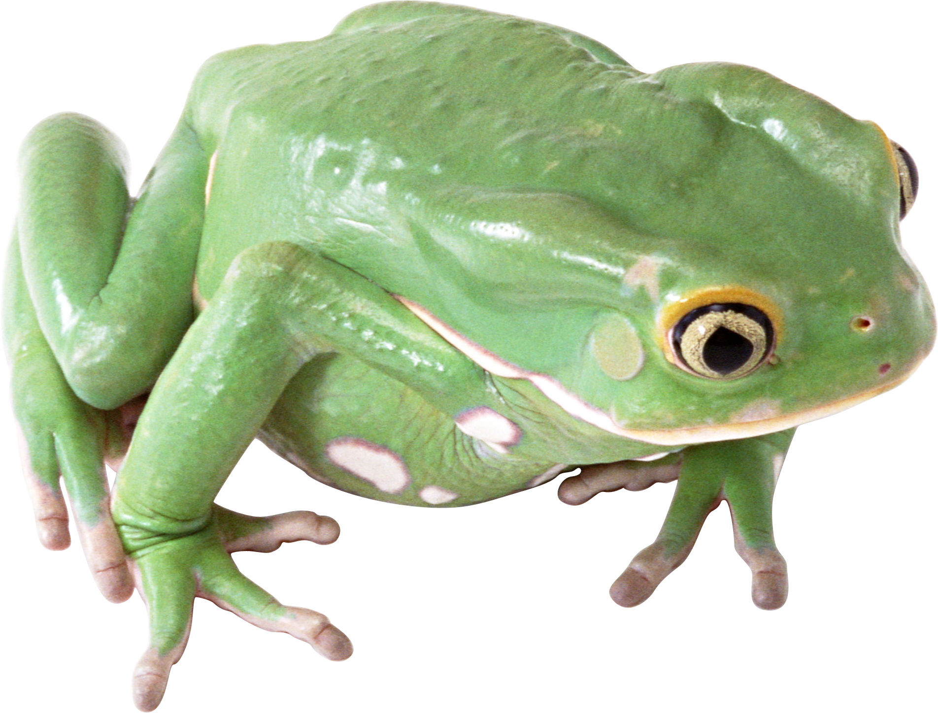 Amphibian PNG Transparent Image