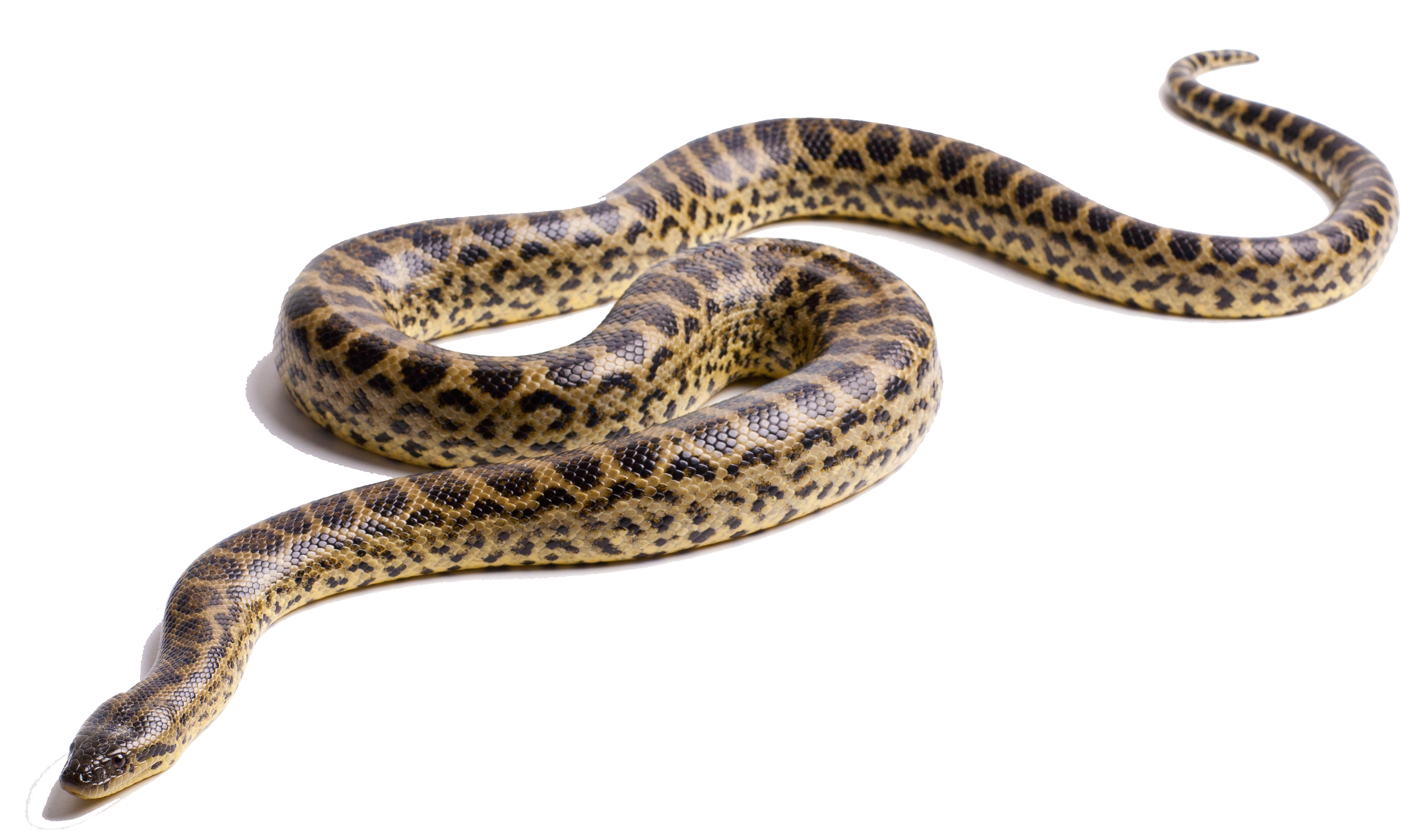Immagine PNG Anaconda