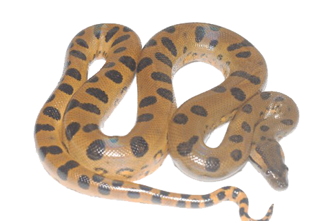 Imagen transparente anaconda PNG