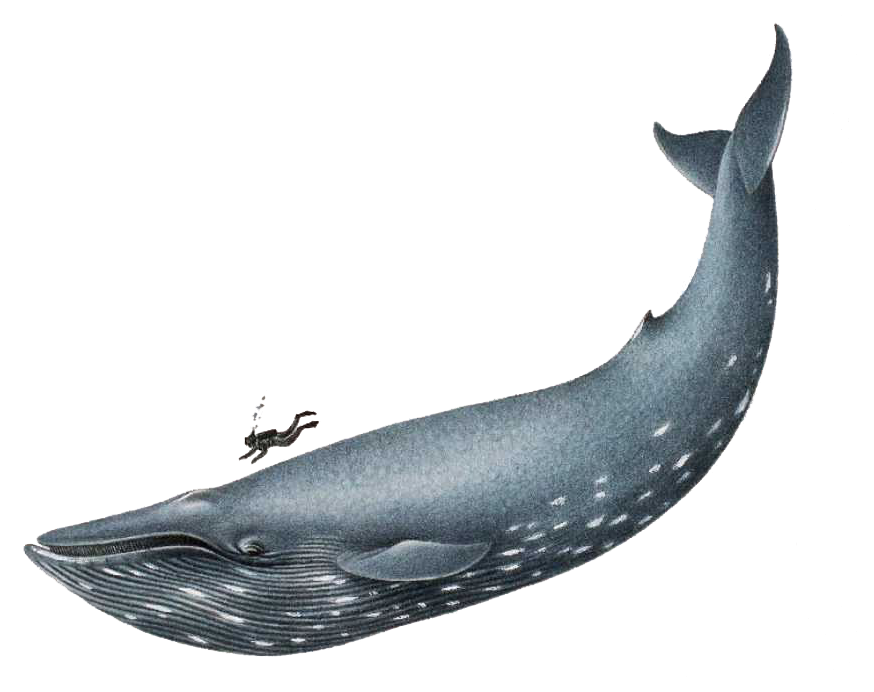 Fichier PNG Blue Whale
