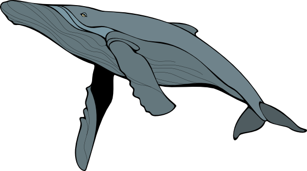 Blue Whale PNG Téléchargement Gratuit
