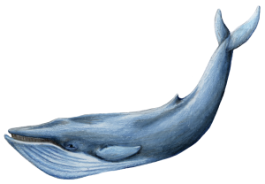 Photo PNG de baleine bleues