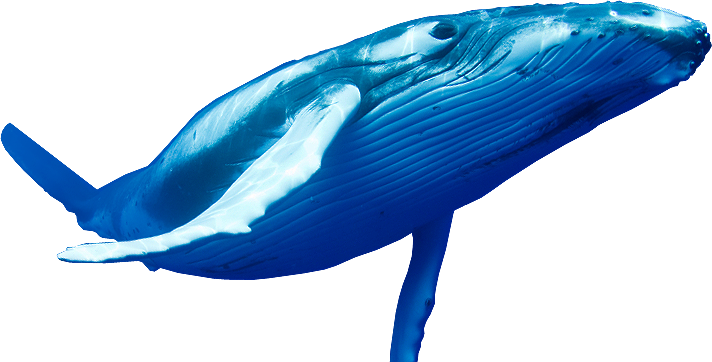 Blue Whale PNG pic