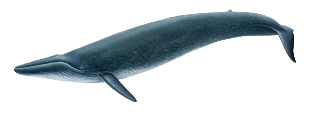 Blue Whale PNG Image