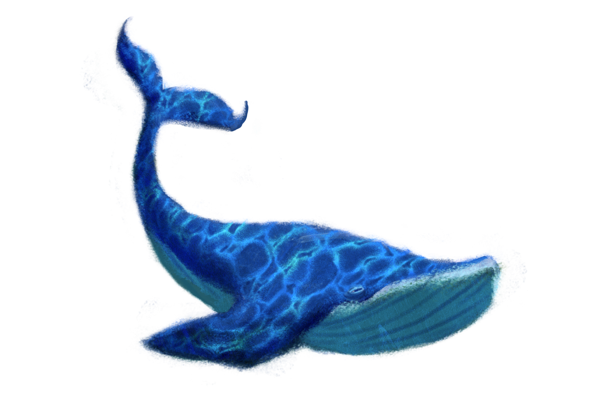 Blue Whale PNG Image Transparente