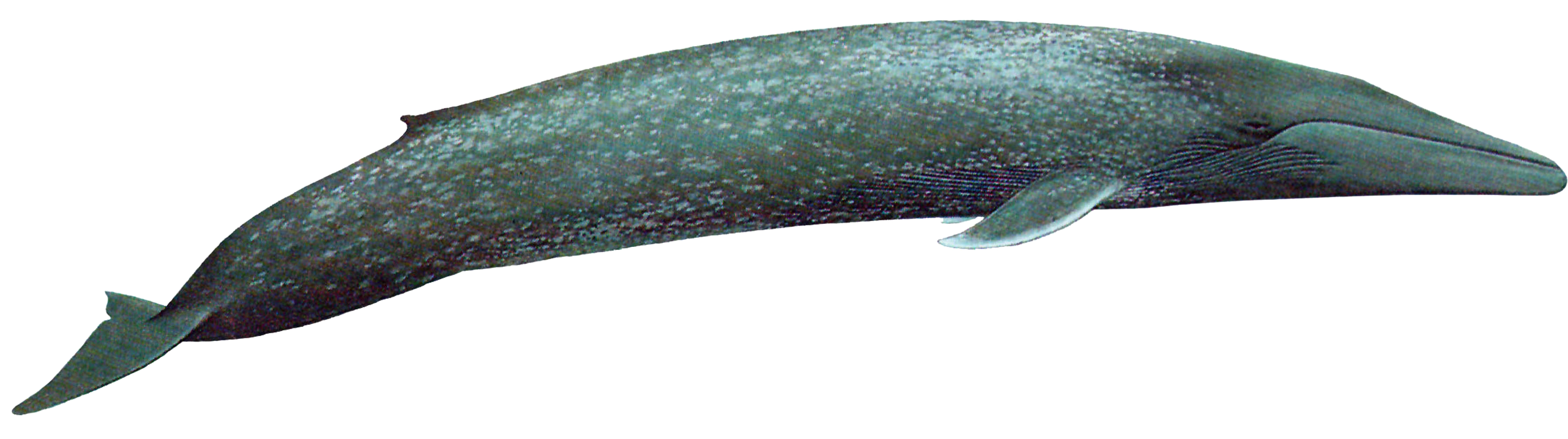 Baleine bleue PNG Transparent Image